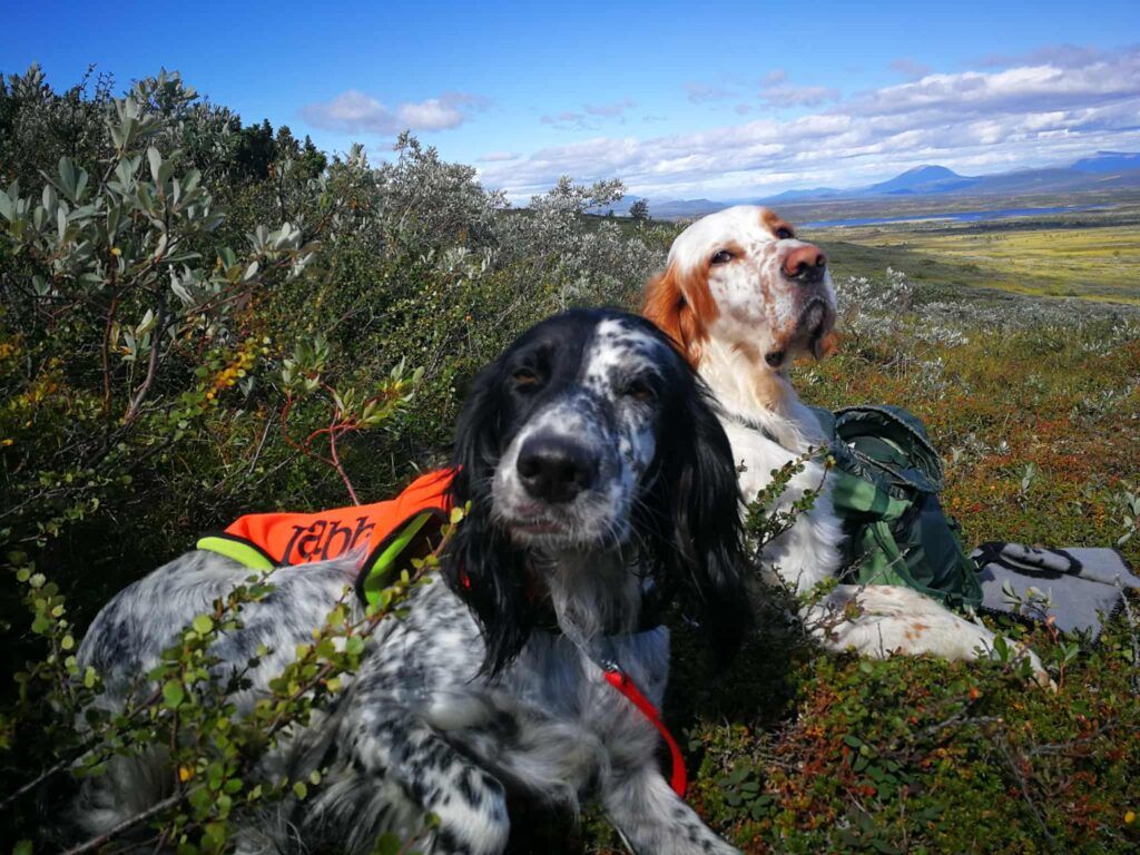 The current image has no alternative text. The file name is: Fuglehund.jpg